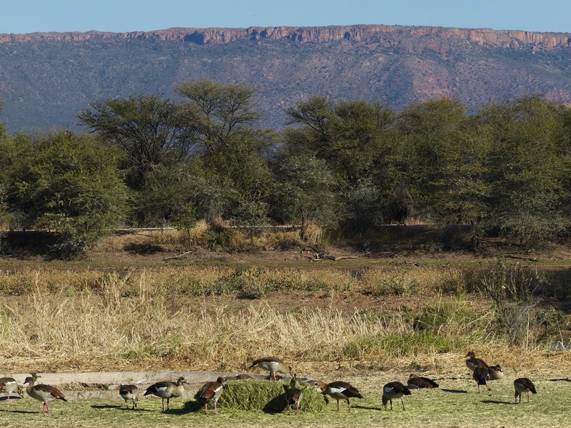 Bird, Mount Etjo